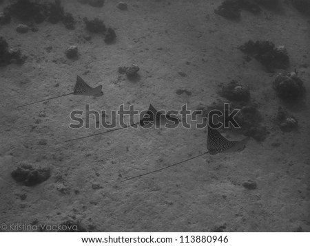 Couple of Spotted Eagle rays in deep water (Aetobatis narinari) in Black and white