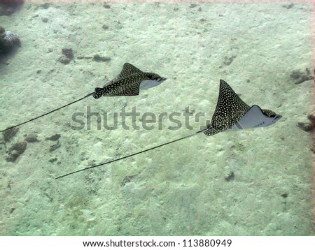 Couple of Spotted Eagle rays in deep water (Aetobatis narinari)