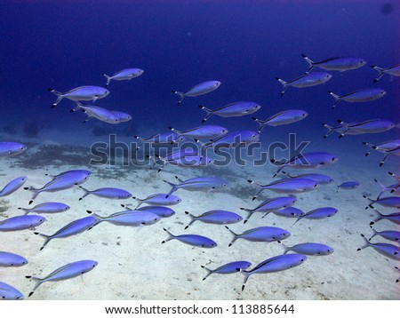 School of the blue and silver fishes close to the bottom in shallow water