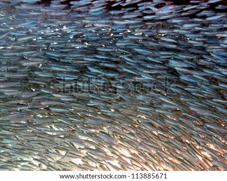 Group of the million silver fishes pulsing underneath the boat