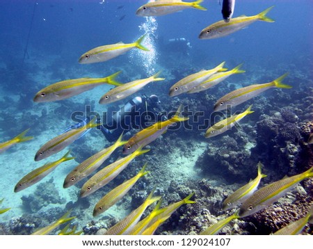 Underwater view to the shallow reef with the big group of fishes and divers behind