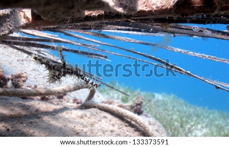 Ornate Ghost Pipefish (Solenostomus paradoxus) - a big rarity of the Red Sea. Ornate Ghost pipefish under the leafs in shallow water, with the blue behind
