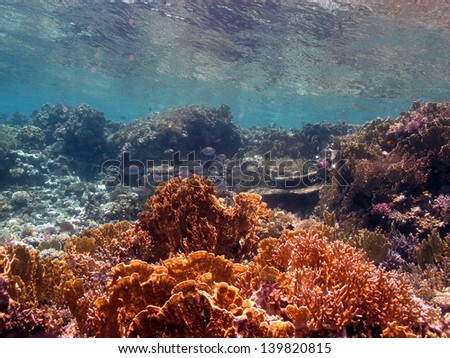 Beautiful underwater landscape with the reflection of the surface in shallow water, Red Sea