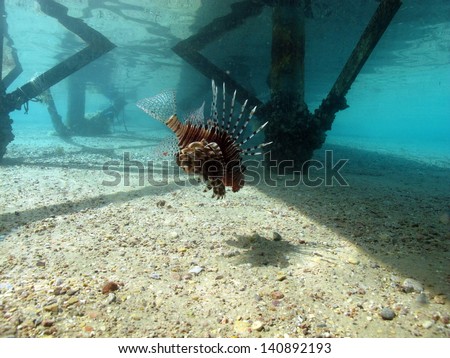 Beautiful underwater view under the jetty, with the surface reflection and the lionfish (Pterois Miles)