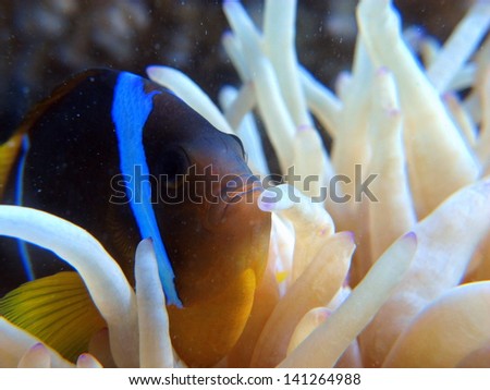 The Red sea anemonefish (Amphiprion bicintus), Nemo fish trying to protect his anemone coral. The beautiful colors of the sea.