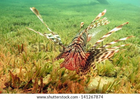 Common lionfish (Pterois miles) swimming above the sea grass in the strong current at the shallow lagoon