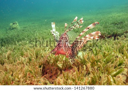 Common lionfish (Pterois miles) swimming above the sea grass in the strong current at the shallow lagoon