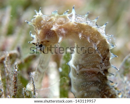 Yellow JayakarÃ?Â´s seahorse (Hippocampus jayakarai), the coolest animal hiding in the sea grass