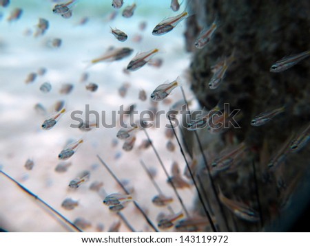 Group of small fishes, cardinalfishes living inside the sea urchin, cute underwater view