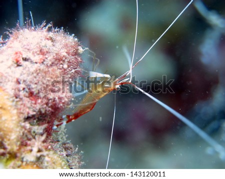 White-banded cleaner shrimp (Lysmata amboinensis) sitting on the reef - macro shot