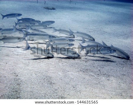 School of the fishes eating from the sandy bottom at beautiful sandy lagoon, Red sea, Egypt