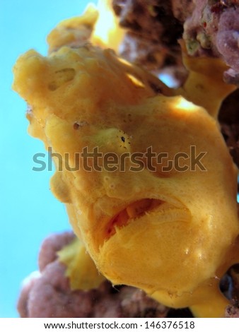 Yellow Painted frogfish (Antennarius pictus) - macro shot, Red sea, Egypt