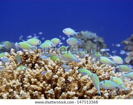 School of the Bluegreen chromis (Chromis viridis) hiding and pulsing inside the hard coral at beautiful shallow lagoon of the Red sea