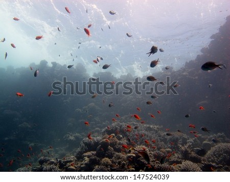 Underwater landscape. Beautiful underwater view with small silhouettes of the fishes close to the surface. Reef with a lots of corals and fishes in crystal clear water. Egypt, Red sea