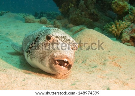 Starry puffer (Arothron stellatus) lying on the sandy bottom with his mouth open - four teeth visible. Red sea, Egypt