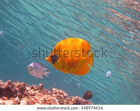 Masked butterfylfish (Chaetodon semilarvatus) flying in shallow water, with the reflection from the surface, Red sea, Egypt