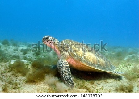 Green turtle (Chelonia mydas) resting between its breakfast on the sandy bottom at shallow water. Marsa Alam, Red sea, Egypt