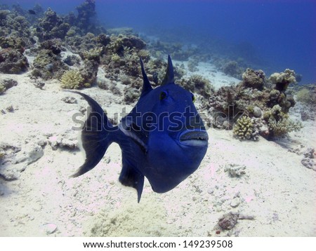 Blue triggerfish (Pseudobalistes fuscus) attacking the people to protect his eggs. Shark and Yolanda reef, Red sea, Egypt