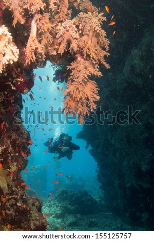 Beautiful underwater view. Undersea landscape with a cave, hard and soft corals and small fishes. Diver went throw the underwater labyrinth. Red sea, Egypt