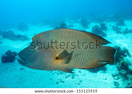 A friendly Napoleon Wrasse (Cheilinus undulatus) swimming with divers and showing up. Red Sea, Egypt