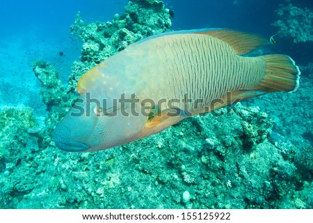 A friendly Napoleon Wrasse (Cheilinus undulatus) swimming with divers and showing up. Red Sea, Egypt