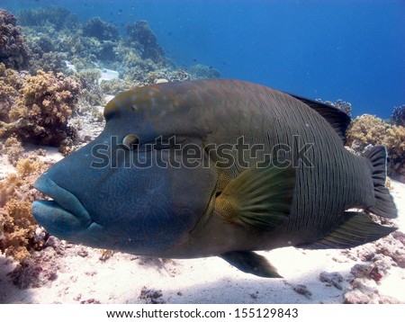 The Napoleon wrasse (Cheilinus undulatus), a friend of divers, swimming close to the bottom, Yolanda Reef, Sharm el Sheikh, Egypt, Red sea