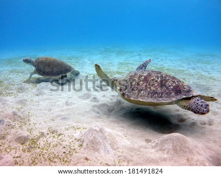 Two sea turtles - Green turtles (Chelonia mydas) swimming close to the sandy bottom, cheasing each other