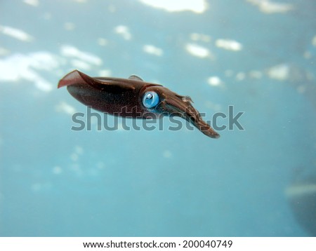 The Reef Squid swimming in shallow water, close to the surface. Detail of the animal with its eyes. Micronesia, Yap, Pacific ocean.