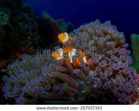 Detail of the purple anemone coral with couple of Indonesian anemone fish. Orange fishes hiding inside the anemone. Togean islands, Indonesia.