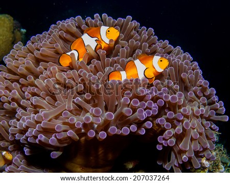 Detail of the purple anemone coral with couple of Indonesian anemone fish. Orange fishes hiding inside the anemone. Togean islands, Indonesia.