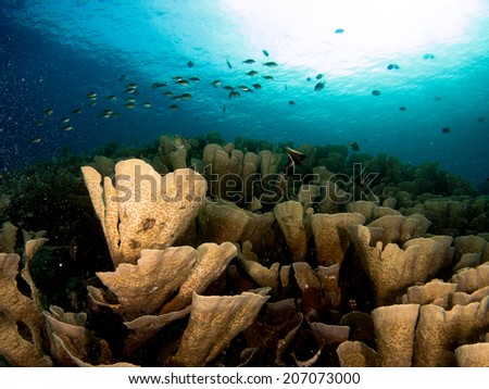Underwater view of the beautiful healthy coral reef. Detail of the coral, with the reflection of the sun on the surface. Togeans, Indonesia.