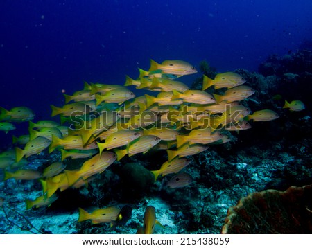 School, big group of Snappers, yellow fish with stripes, in deep water, close to the reef. Komodo, Indonesia.