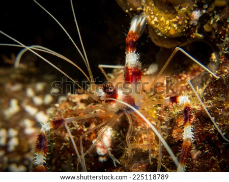 The Banded coral shrimp on red and white. Detail, macro. Micronesia, Yap, Pacific ocean