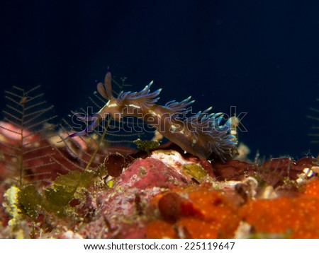 Exotic cool nudibranch - The Blue Dragon nudibranch, portrait, macro, detail shot. Yap, Micronesia, Pacific ocean.