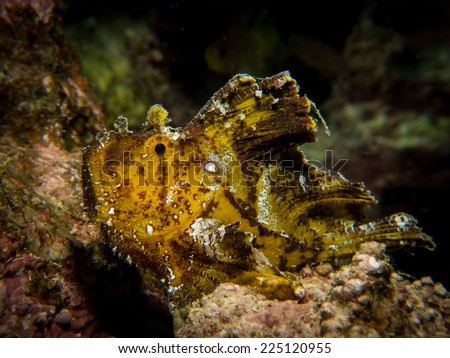 Portrait of brown leaf scorpionfish - Leaf Fish Yellow / Taenianotus triacanthus / Wild Scorpions. Yap, Micronesia, Pacific ocean.