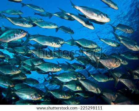 Big school (group) of the jack fish - reflection against the surface, in beautiful blue water. Yap, Micronesia, Pacific ocean.