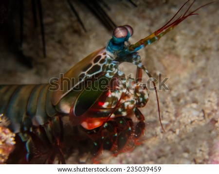 Mantis shrimp, called also Peacock mantis shrimp, Harlequin mantis shrimp, painted mantis shrimp, or clown mantis shrimp. Portrait of the Large shrimp. Pemba island, Tanzania.