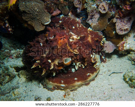 The reef octopus. Underwater life at Pemba island, Tanzania.