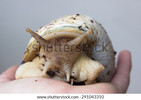 A slug, snale. A huge tropical snale being removed from the box and sitting on the hand