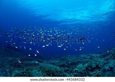 Similar – Image, Stock Photo underwater Environment