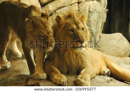 A tender moment between a lion and Lioness