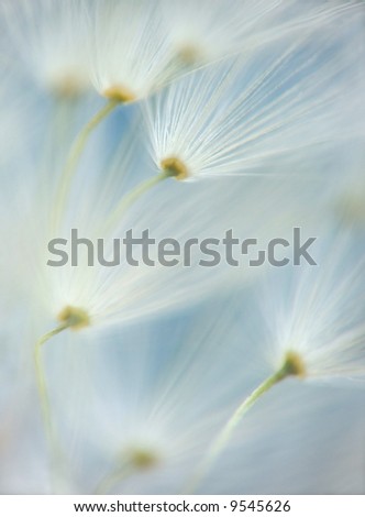 Image, Stock Photo Fluffy soft seed umbels on already withered stems