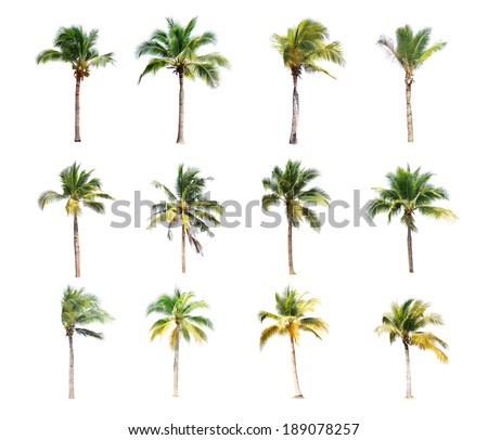 12 Of Coconut Trees On White Background Stock Photo 189078257