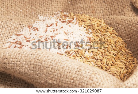 Paddy Rices ,the organic food ingredient of South East Asia