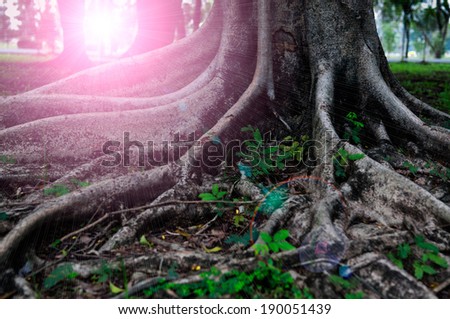 Closed up big tree roots and sun beam
