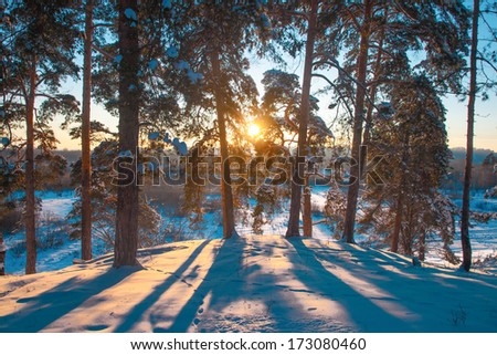 The sun on the horizon breaks through tree branches frosty night; footprints in the snow