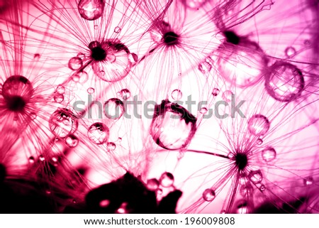 Abstract gradient colorize macro photo of plant seeds dandelion with water drops