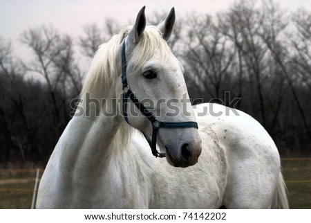 White horse on the farm
