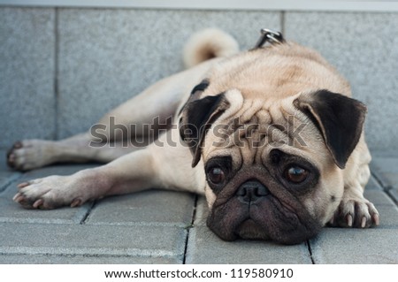 Colorful portrait of sad purebred pug dog lying on blocks outdoors and looking somewhere with depression in his eyes. Copy space