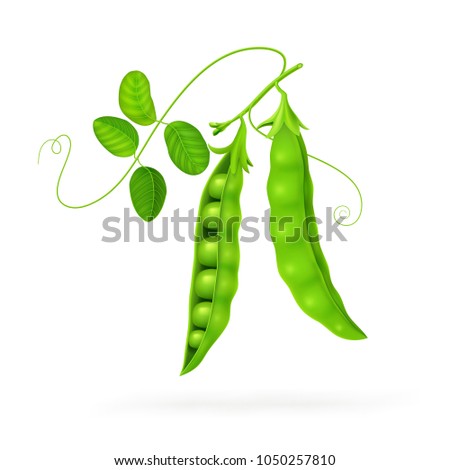 Peas isolated on white photo-realistic. Vector illustration EPS10